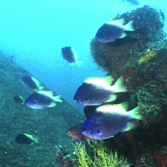 Chromis limbaughi